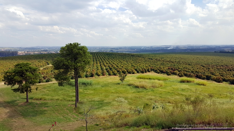 Fazenda_Tozan_21