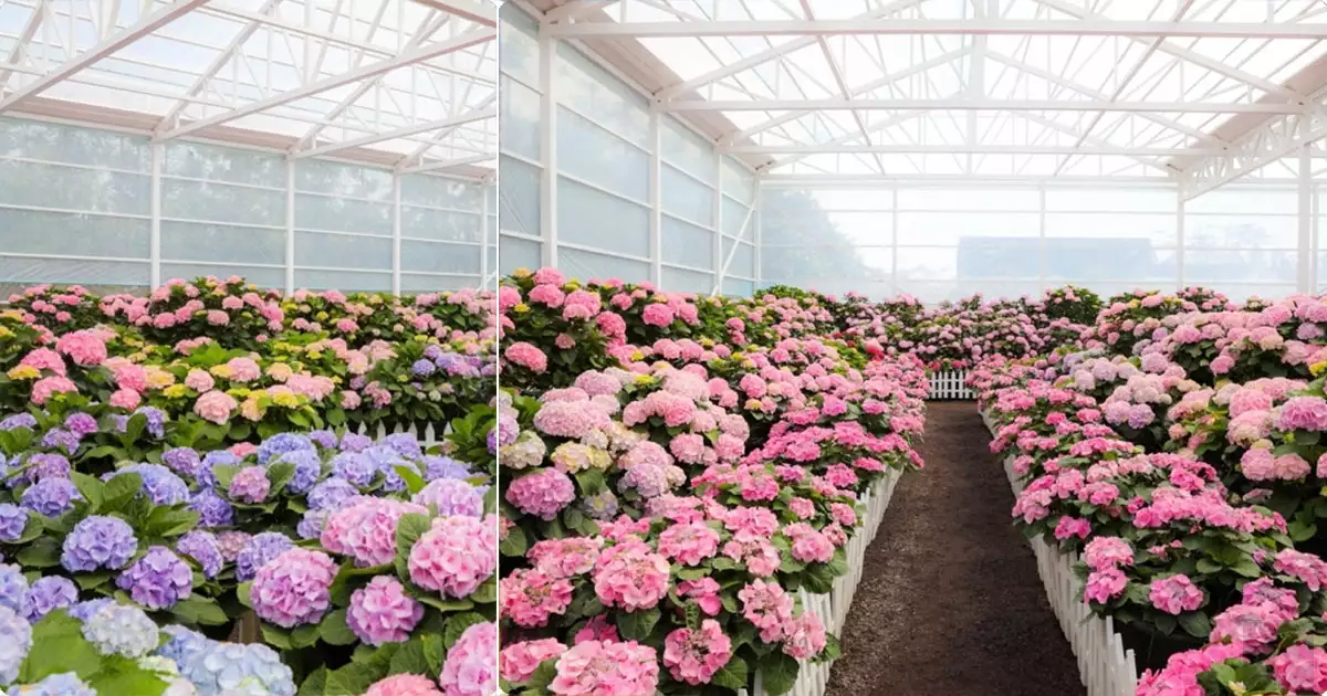 4월 봄꽃 축제 - 휴애리 봄 수국축제