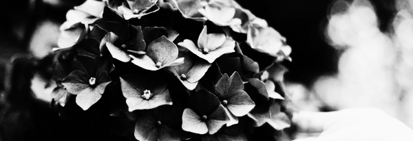 보라색 수국 꽃말, 보라 수국 꽃말: 진심