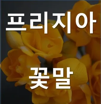 프리지아 수선화 꽃말 꽃다발 선물 의미_9