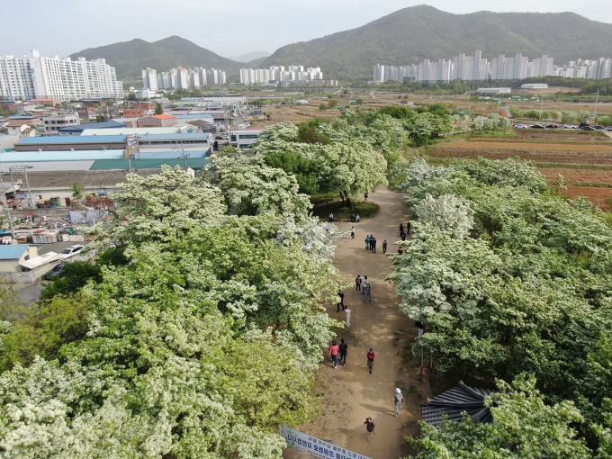 대구 달성군 교항리 이팝나무군락지 이용시간, 주차정보
