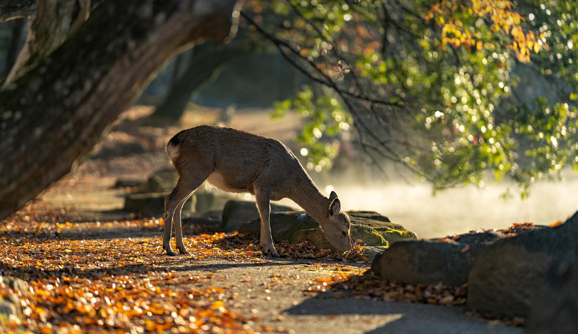 도쿄와 오사카 여행 주의할 점 비교 이미지