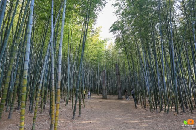 아홉산 숲 대나무숲 사진