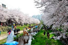 궁거랑 벚꽃축제 기본일정과 프로그램 및 초대가수 소개 (요요미 출연)