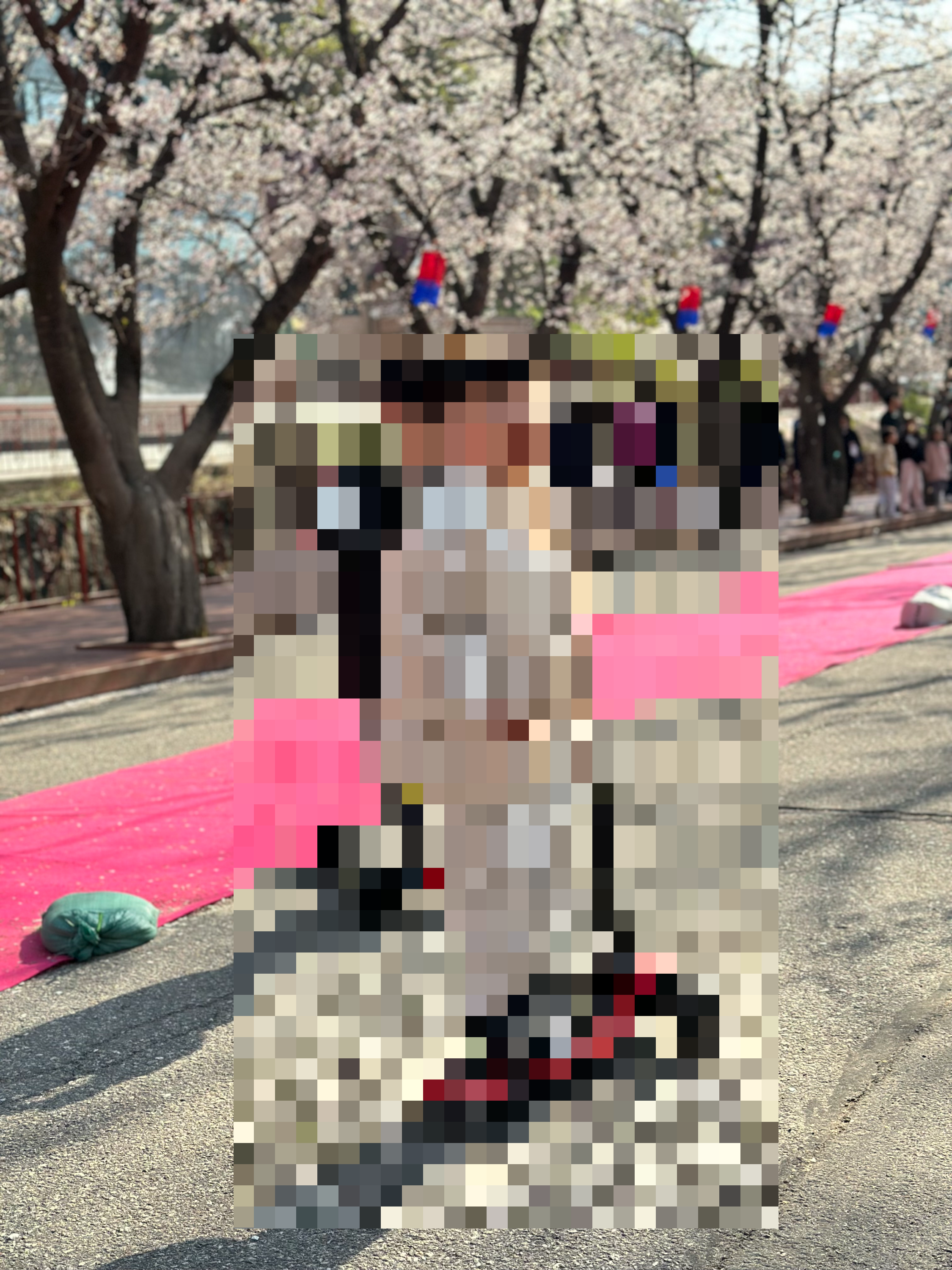 벚꽃 개화시기 2024 및 축제 일정