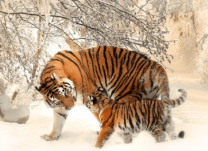 띠별