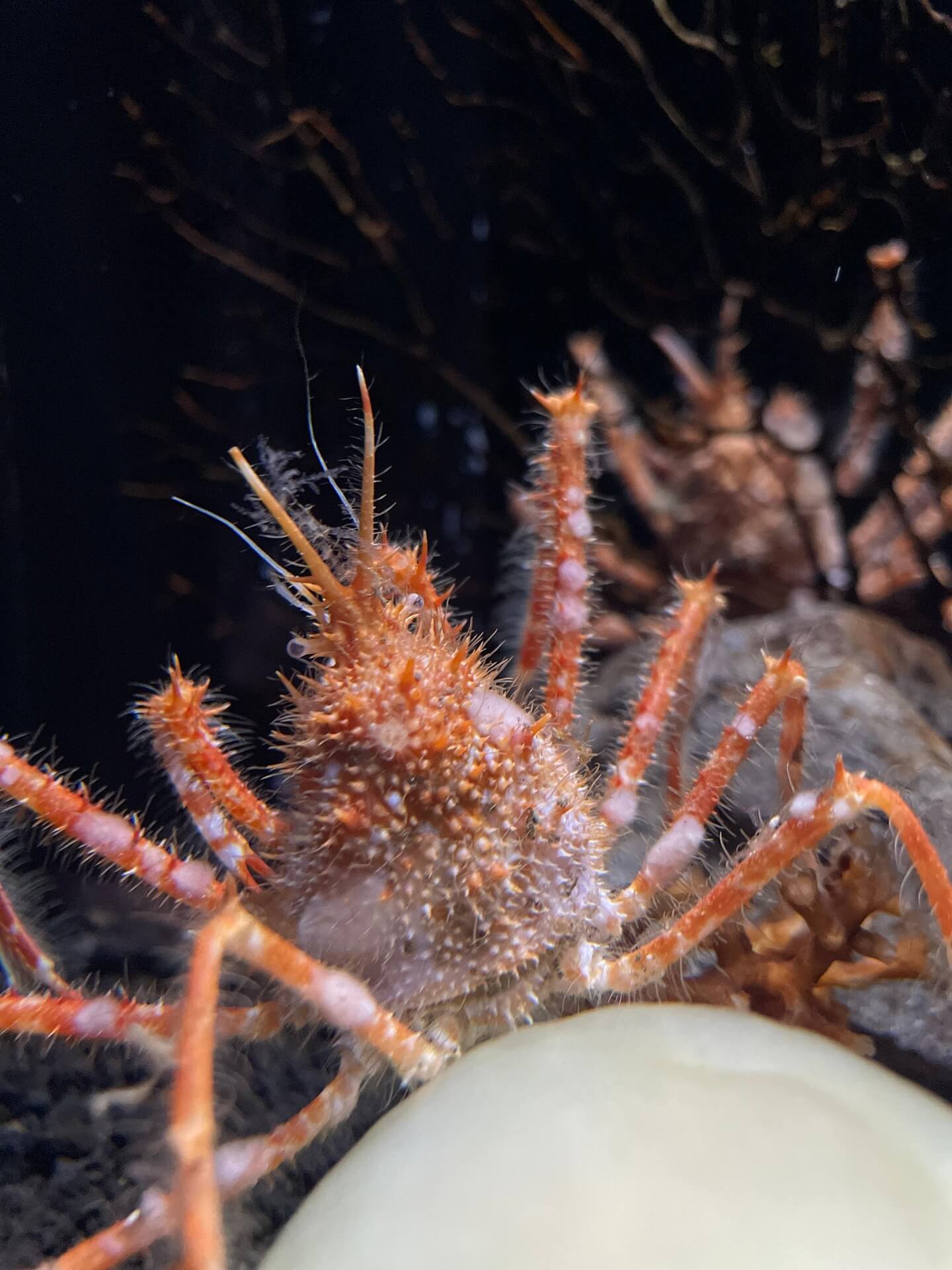 심해 채굴(Deep Sea Mining)이 차세대 희귀 자원 공급원이 될 수 있는가에 대한 구조적 분석