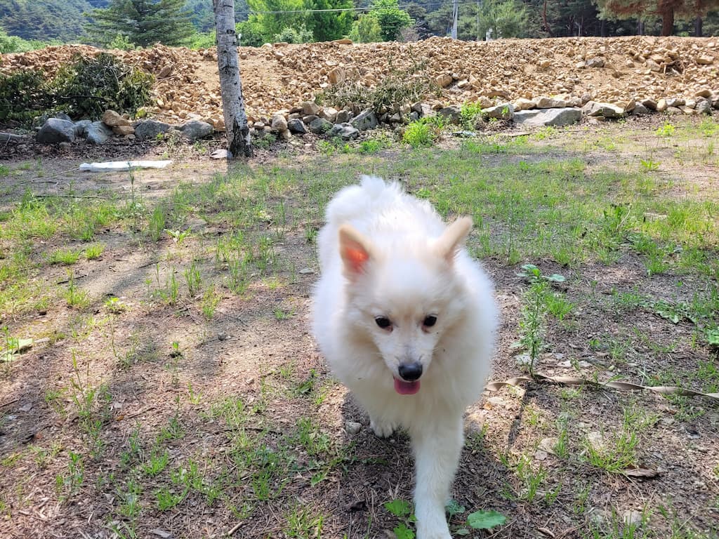 산책 중인 강아지