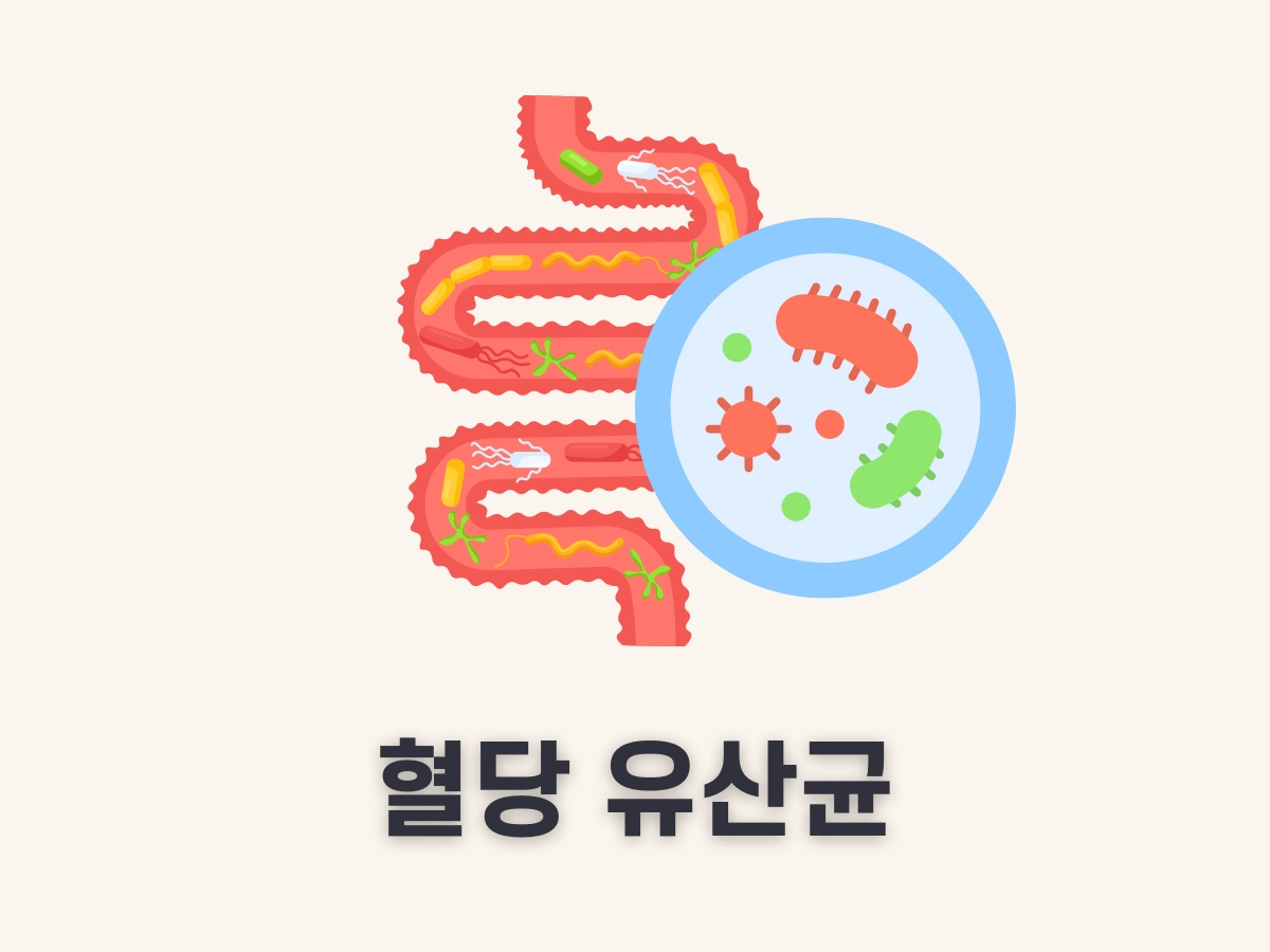 혈당 유산균 hac01