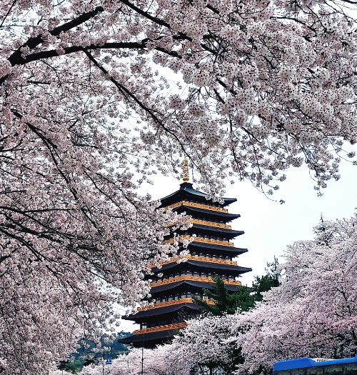 경주 4월 벚꽃 명소 주소와 주차시설 안내