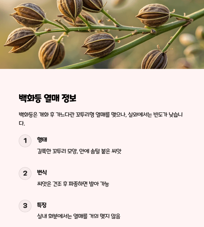 백화등