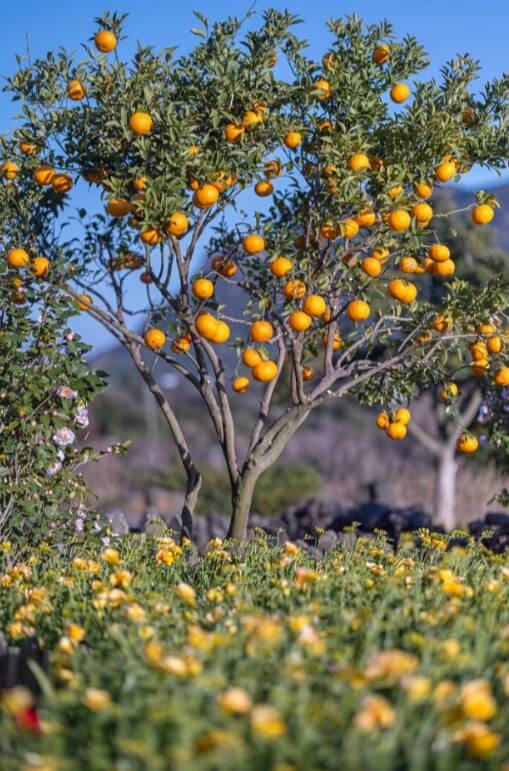 2024 전국 꽃축제
