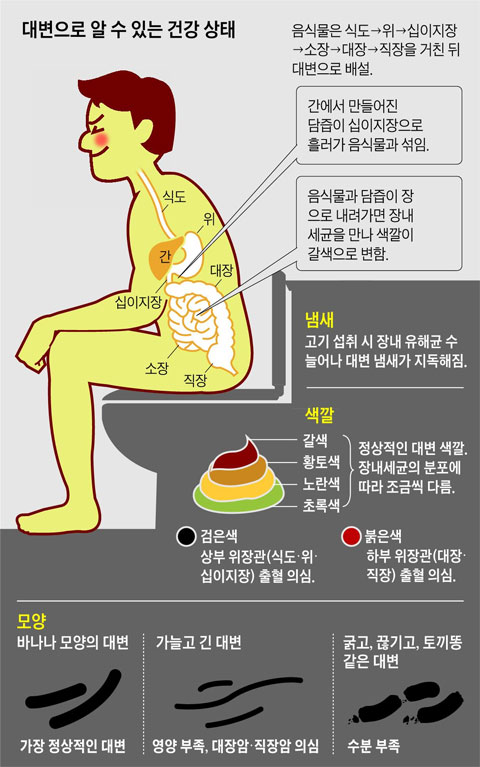 대변 색깔로 살펴보는 건강상태 5가지 녹색(초록색)&amp;#44; 검은색&amp;#44; 회색변&amp;#44; 흰색변