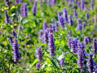 히솝 재배 씨 뿌리기 통풍 관리 허브 차 활용_12