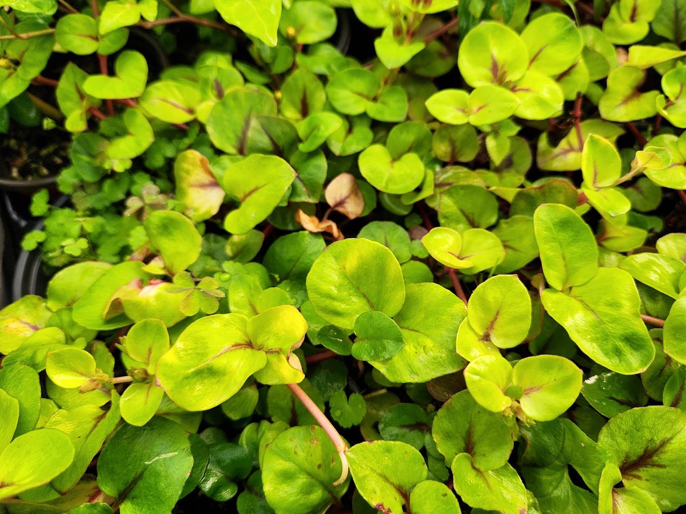 돌아이비 Gold Coin