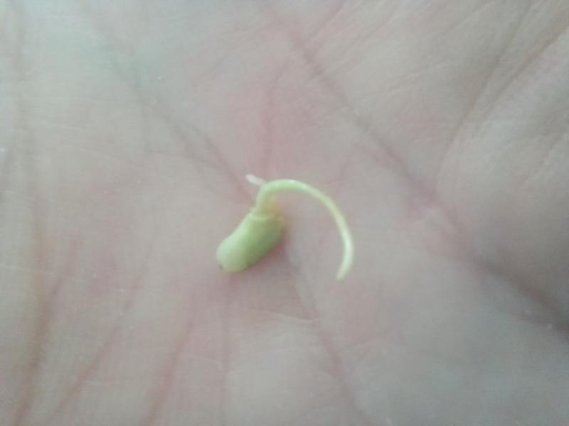 현미 발아 싹내기 실험 10일차 발아현미