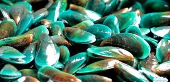 초록입홍합 섭취량 칼로리_5