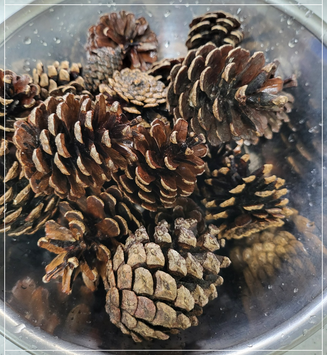 천연 가습기를 만들기 위한 솔방울들