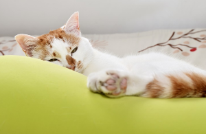 고양이