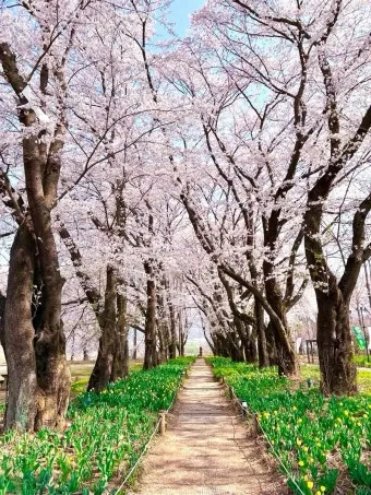경기도 봄 여행지 추천 10곳 완벽 코스 가이드북_14