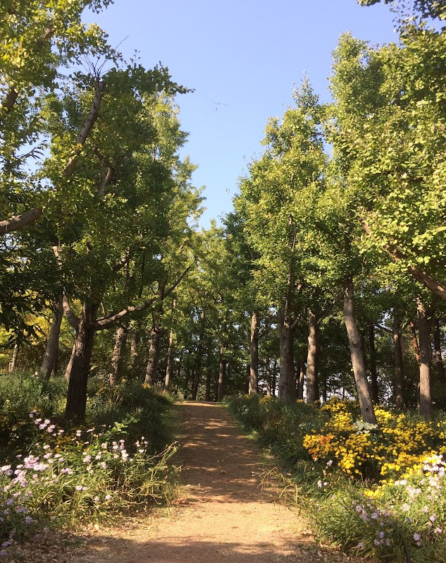 산림욕의 매력과 건강 효과