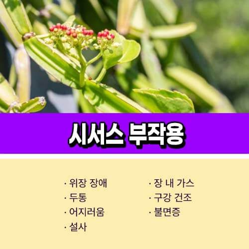 시서스가루 부작용
