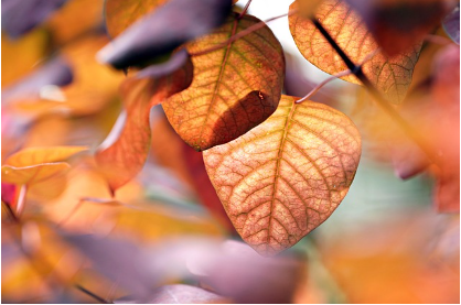 24절기란? 전통 속 지혜와 현대적 의미까지