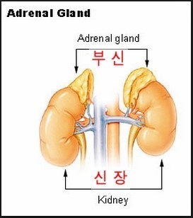 부신피질 호르몬제의 부작용