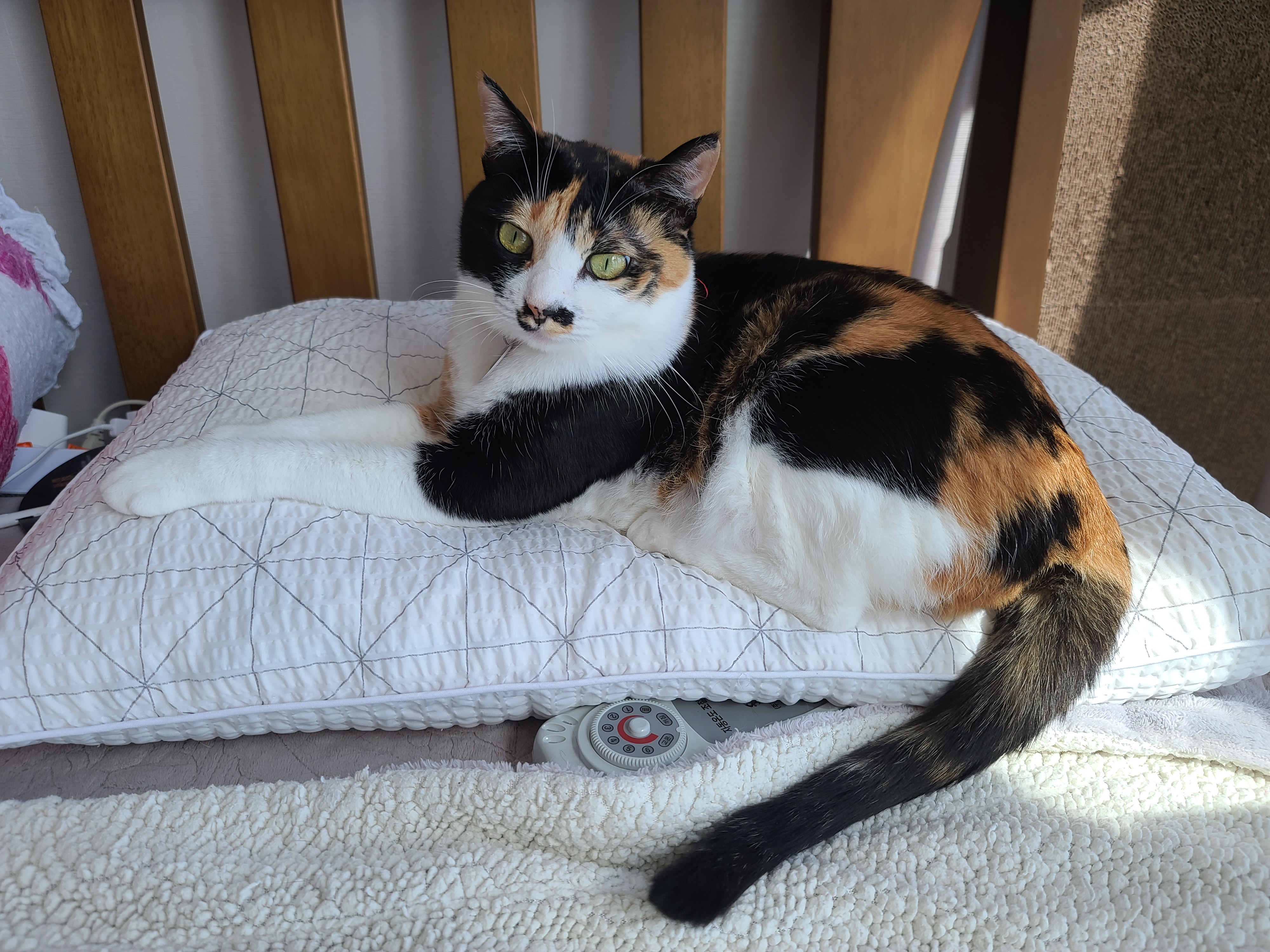 한번만 봐달라 애걸하는 집사와 제대로 한번 봐주지 않는 도도한 고양이 다다.(feat. 먹보 고양이 사랑이)