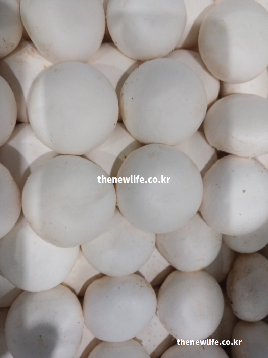 양송이버섯 효능의 기본이 되는 서늘한 성질과 순한 특성을 보여주는 실물 사진