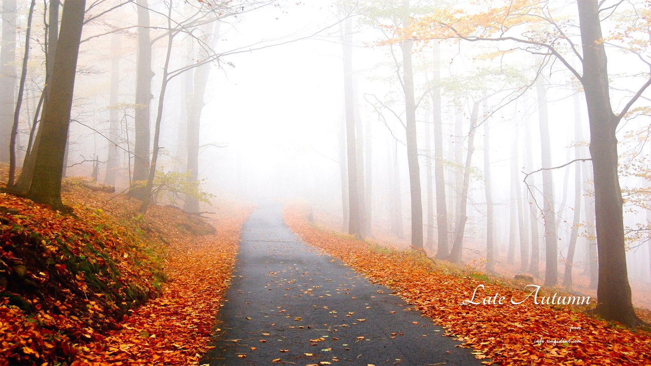 01 안개 낀 단풍길 C - Late Autumn 가을배경화면