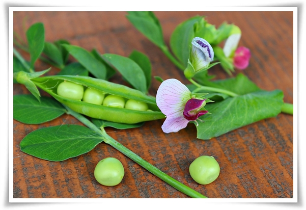 "10월 하순, 완두콩 심어보세요!" 겨울을 이겨낸 완두콩 건강한 영양소 듬뿍!