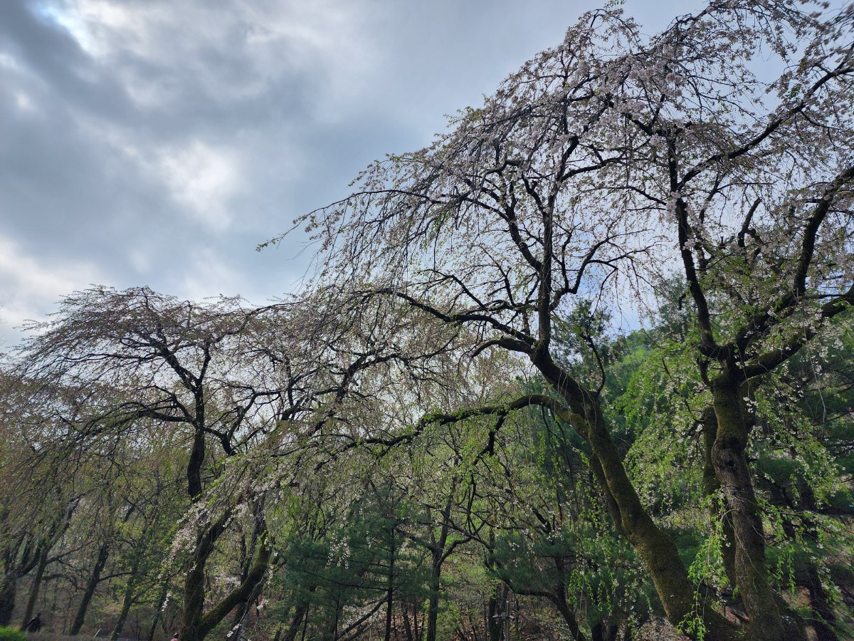 안양 수목원 이미지 사진