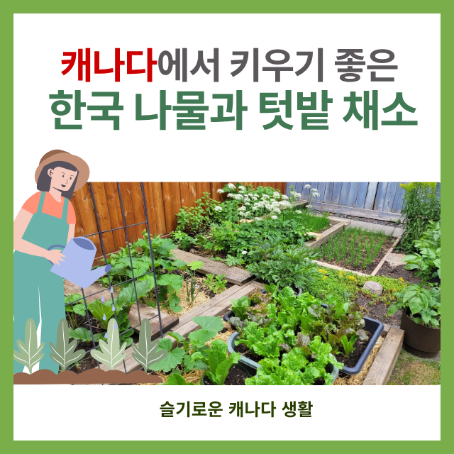 캐나다 텃밭 작물로 키우기 좋은 한국 나물과 다년생 채소들