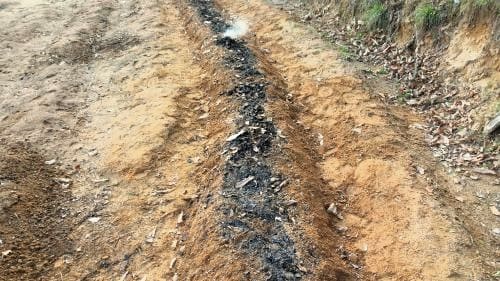 호랑이강낭콩-파종시기-심는시기-수확시기-재배밭-거름주기