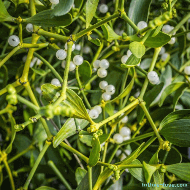 항암 효능이 있는 겨우살이