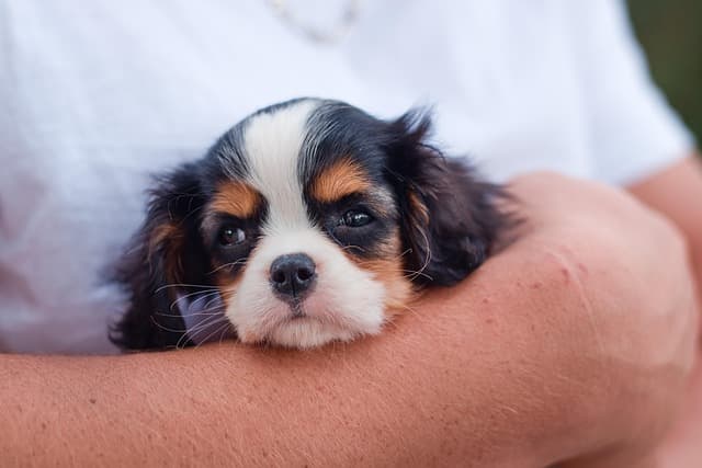canine atopic dermatitis