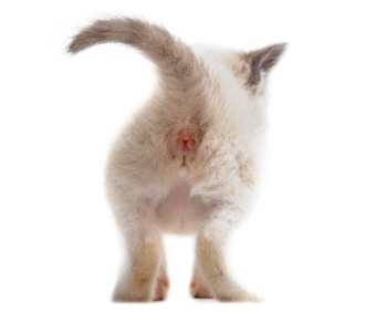 고양이의 엉덩이.