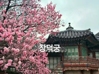 창덕궁 만첩홍매화 개화시기 명소_11