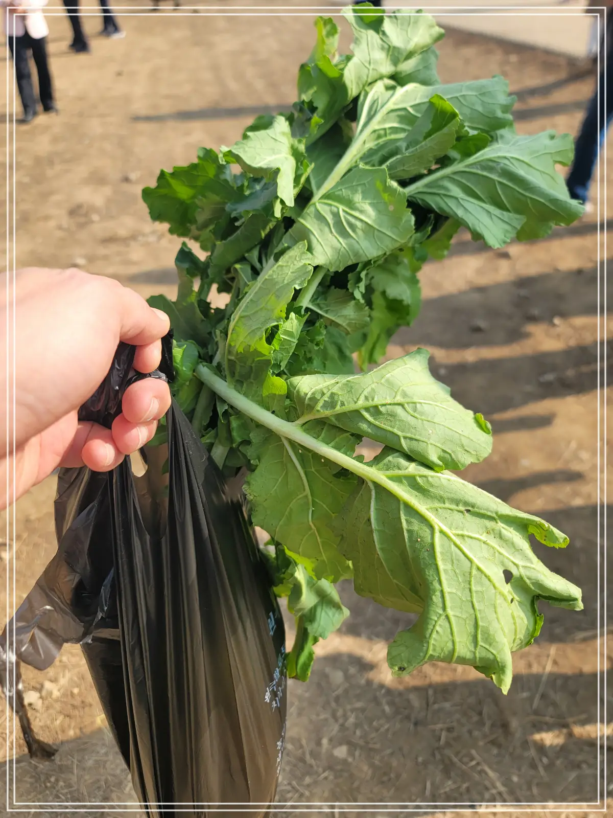 반계리-은행나무-야채-무우