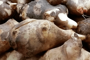 돼지감자 효능10