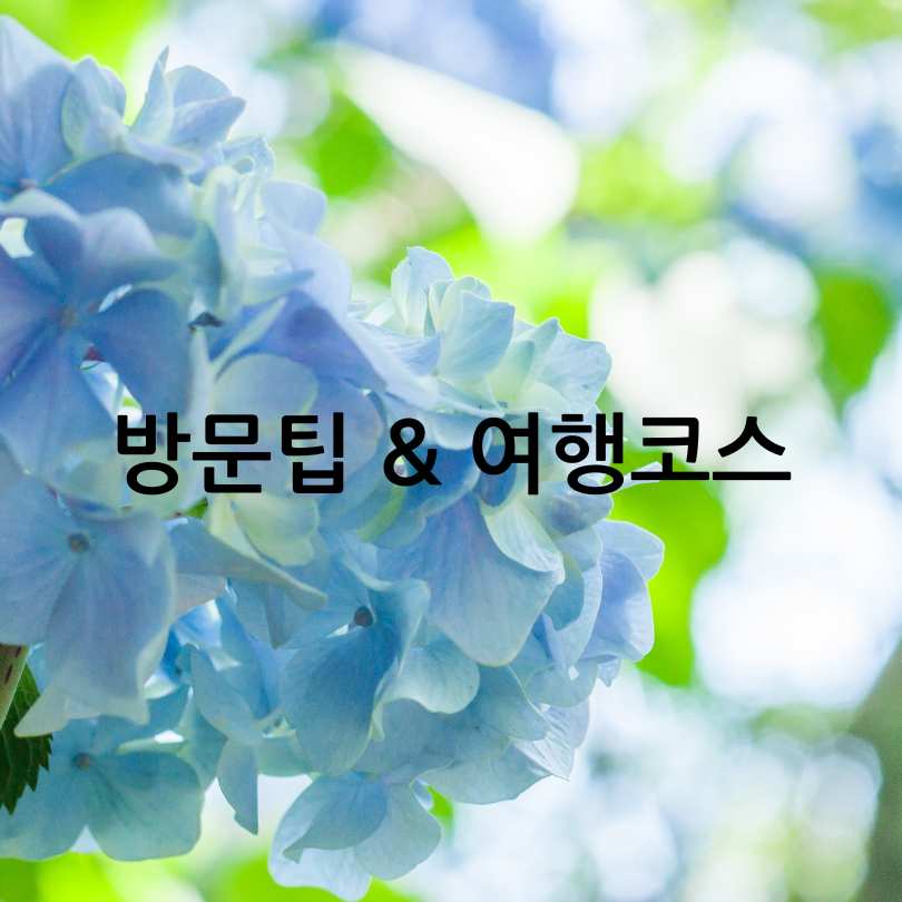 2025 유구색동수국정원꽃축제