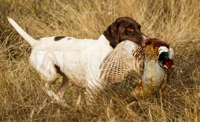 사냥 중인 잉글리쉬 세터.