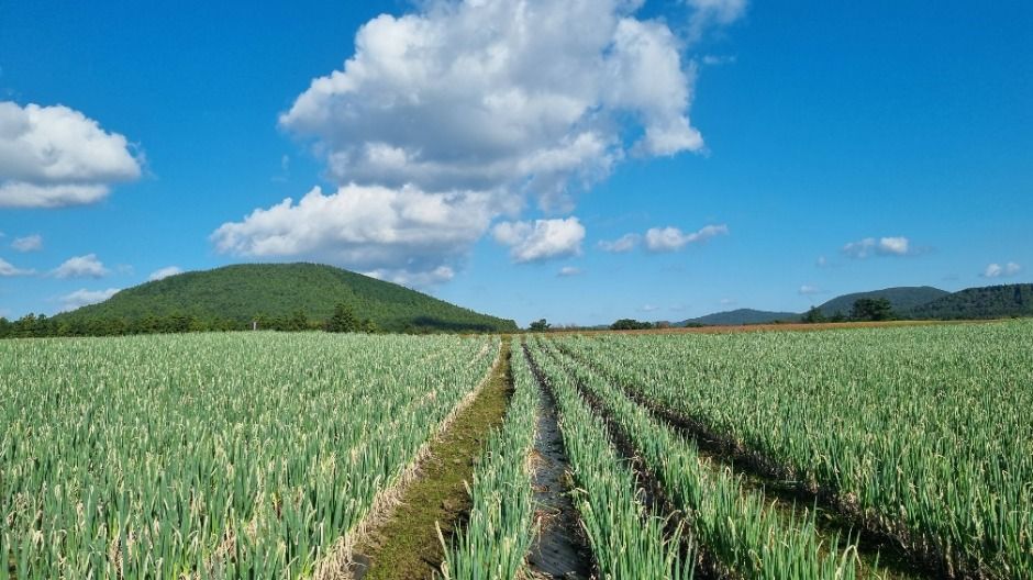 2025 보롬왓 대파축제 이미지