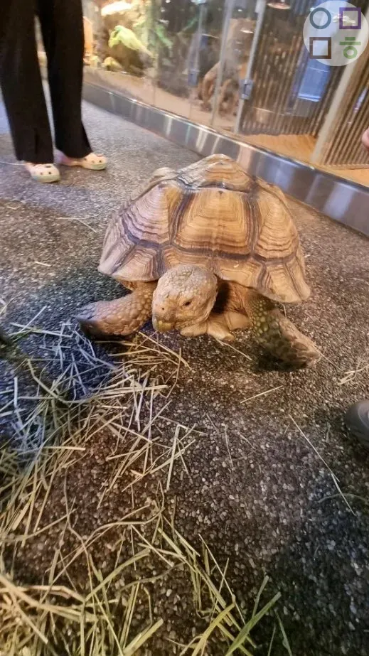 거북이-풀-먹는-모습-느림보