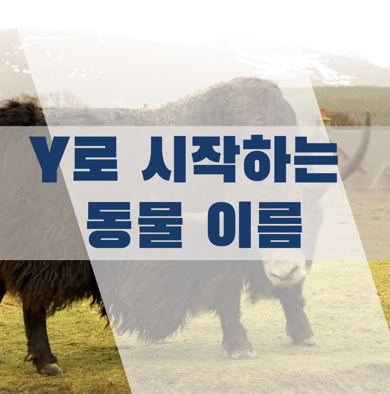 Y로 시작하는 동물