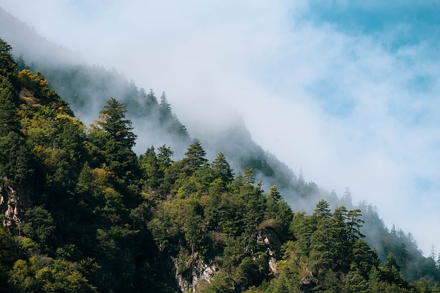 산림복지서비스이용권 바우처 지급 및 신청 방법 총정리
