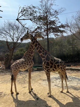 에버랜드 오후권