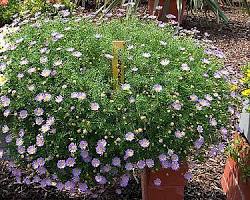 브라키컴 이미지 사진