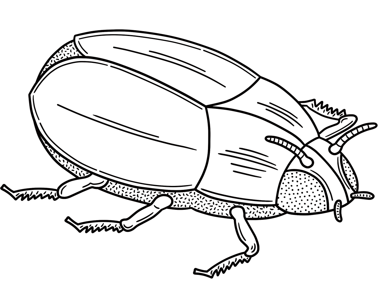 러브 버그 원산지